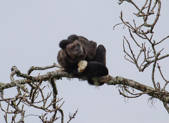 monkey eating a stolen bread