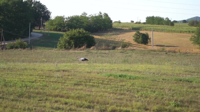 A stork in a field looking for food.