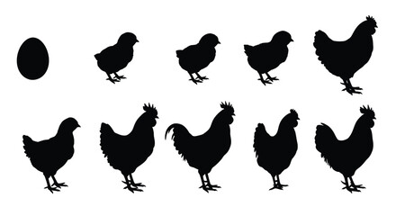The life cycle of a chicken from egg to adult rooster illustrated
