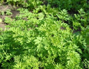 Close-up of vibrant green parsley foliage in a garden bed