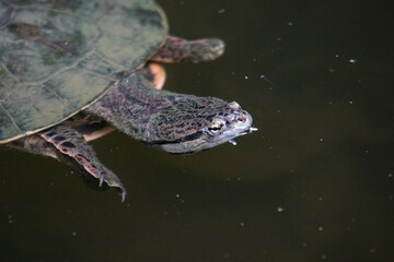 Fototapeta premium turtle in the water