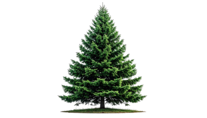 Isolated evergreen Christmas tree. Lush green needles, conical shape, against black background