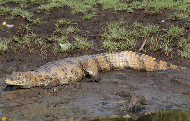 alligator in the swamp