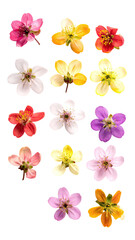 Colorful blossoms arranged in a grid.  Various shades of  pink, orange, yellow, red, and purple.  Detailed flower faces