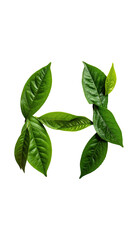 Green leaves arranged to form a stylized H