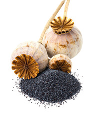 Dried poppy heads and seeds