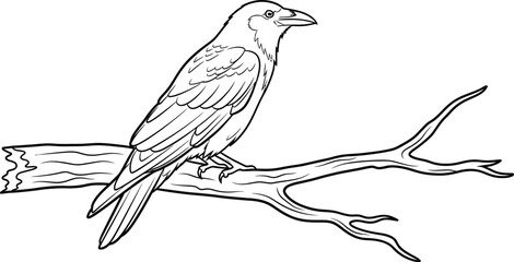 Obraz premium Line art drawing of a raven perched on a bare branch