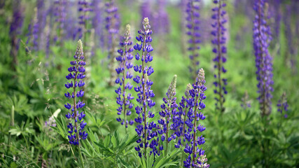 Blooming lupine flower. Lupine, a field of lupine with pink purple and blue flowers. Bouquet of lupines summer floral background. Lupine field. Purple spring and summer flower