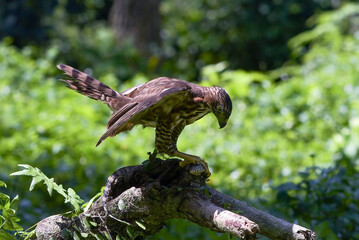 Crested hawk eagle feeding on monitor lizard, eagle catch its prey, Close-up of a crested hawk eagle on a tree log