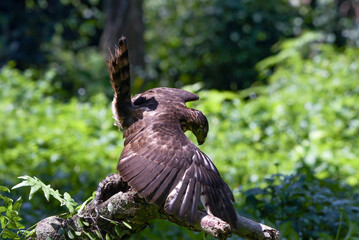 Crested hawk eagle feeding on monitor lizard, eagle catch its prey, Close-up of a crested hawk eagle on a tree log