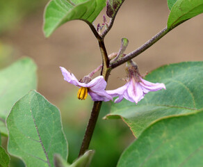Eggplant blooms in open ground
