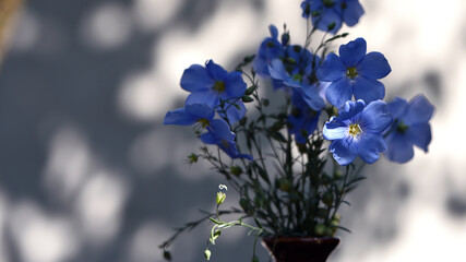 Linum perenne, the perennial flax, blue flax or lint, flowering plant in the family Linaceae, little blue blooming flowers close up macro in meadow, field, soft focus. industry, agricultural culture