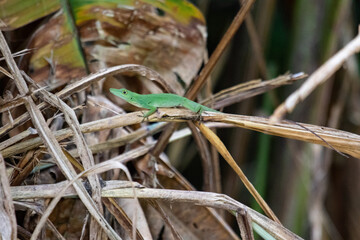 green lizzard