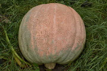 A large pumpkin lies on the ground among the grass and dry leaves. A close-up of a ripe pumpkin with a bright peel. Autumn harvest, organic vegetable growing, farm product.