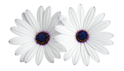 Two white daisies, close-up,  overlapping slightly,  with dark purple centers and dark purple/blue  dots