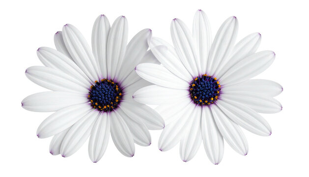 Two white daisies, close-up,  overlapping slightly,  with dark purple centers and dark purple/blue  dots - Powered by Adobe