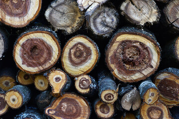 Firewood close-up. Preparing firewood for the winter, preparing for the heating season. tree trunks in nature. many cut tree trunks. Front view. Natural background.