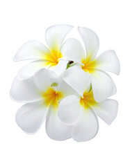 Naklejka premium Close-up of a cluster of white plumeria flowers. Bright, crisp, and isolated