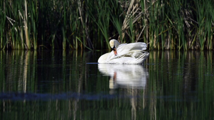White mute swan with opened wings in the water on a sunny day. White mute swan close up with water splashes. beauty in nature, wild bird swimming on the river. spring season, summer time