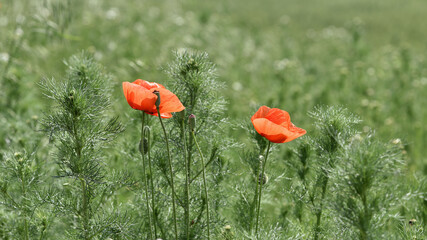 poppies. delicate petals of red poppies in the sun. background with red poppy flowers. Beautiful red poppy flower and buds isolated on a light background. wild flower, beauty in nature. close-up