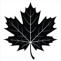 Bold black maple leaf silhouette with detailed veins for autumn and canada themed designs