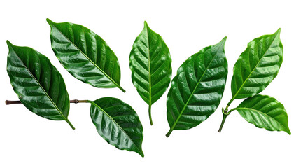 Close-up of vibrant green coffee leaves