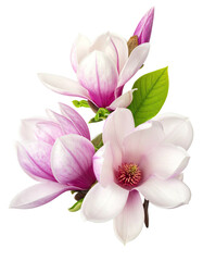 Close-up of three magnolia blossoms, light pink and white, with green leaves