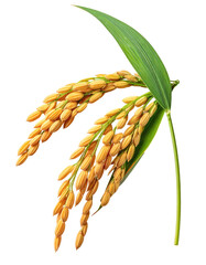 Close-up of golden rice ears on a stalk with a vibrant green leaf