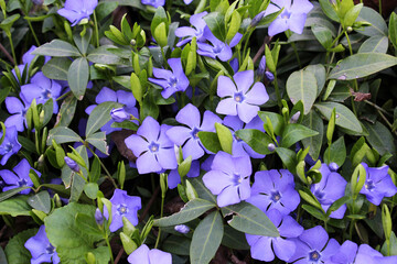 Spring blossom of periwinkle small (Vinca minor)