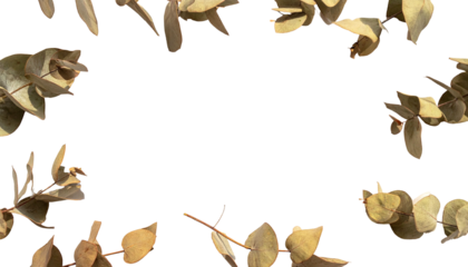 Dried eucalyptus leaves form a frame against a black background.  Light tan/gray color