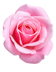 Close-up of a single, vibrant pink rose