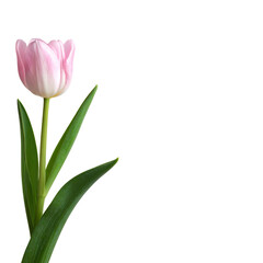 Close-up of a single, light pink tulip, with vibrant green leaves, against a black background.  The tulip's petals have a soft, rounded form
