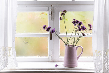 Verbena bonariensis in a vase on the window