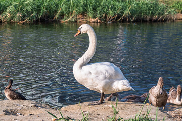 Wild swans with their offspring on a pond in the reeds. Incredibly beautiful nature and birds.
