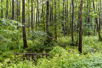 Trees in Bialowieza Forest in Poland