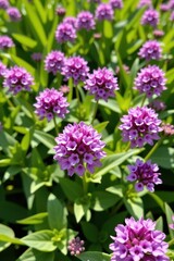 Obraz premium Vibrant purple clover blossoms in a lush green meadow, bathed in sunlight. Wildflowers, nature, summer, beauty, wildflower, meadow, botany
