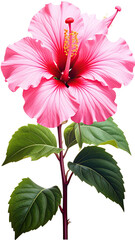 Vibrant pink hibiscus flower with lush green leaves