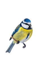 Close-up of a small bird, vibrant colors, perched