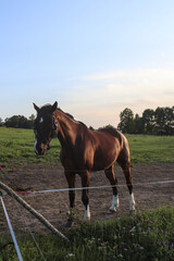 Fototapeta premium Beautiful brown horse on grass