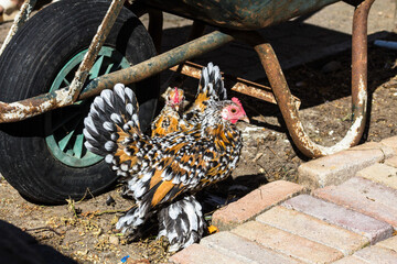 Who calls me chicken? I am a bantam chick with socks and leg warmers, related to the dinosaurs.