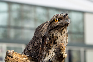 Fluffy funny bird Tawny Frogmouth