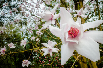 Magnolia 'Heaven Scent'