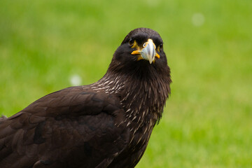 Falkand caracara