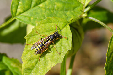 European paper wasp (Polistes dominula), subfamily Polistinae, family Vespidae. On leaves of tomatillo, Mexican husk tomato (Physalis philadelphica). October, Netherlands.