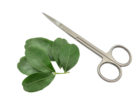 Chihiros aquarium straight scissors for precision plant trimming and maintenance tools