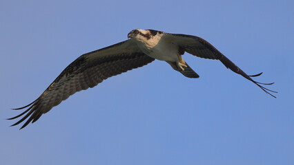 Osprey flying over ocean in search of prey. 
