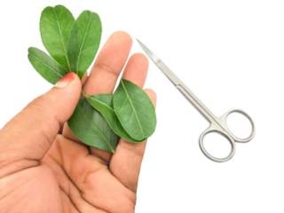 Hand holding green plant cuttings next to small silver scissors for propagation closeup