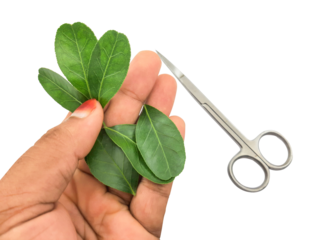 Hand holding green plant cuttings with small silver scissors for propagation closeup