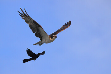 Osprey inflight against blue sky hunting prey. 