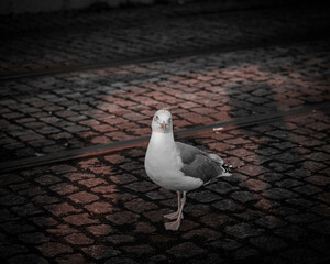 gaviota errante